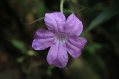 Ruellia puri
