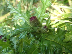 Cirsium japonicum