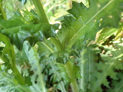 Cirsium japonicum