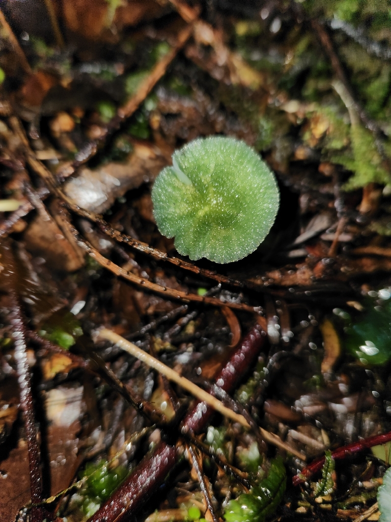 Gliophorus graminicolor · April 2026 · photo: © archie_tarn (iNaturalist, cc-by)