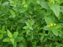 Hypericum ascyron