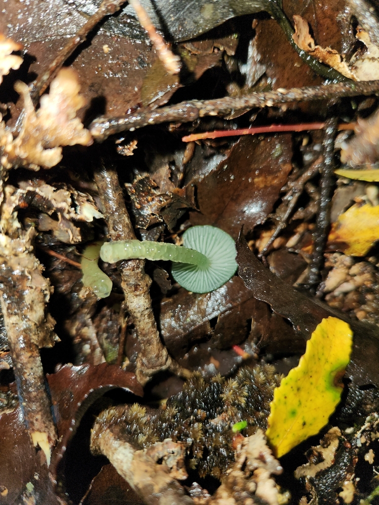 Gliophorus graminicolor · April 2026 · photo: © archie_tarn (iNaturalist, cc-by)