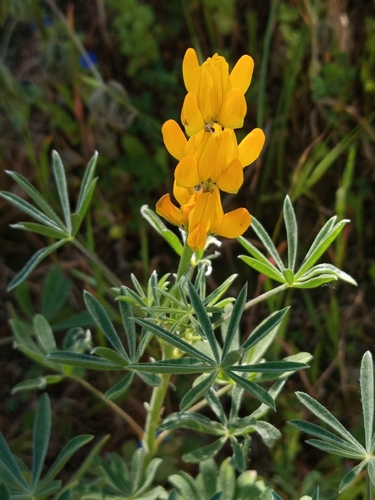 Lupinus luteus iNat (2)
