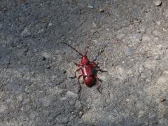 Dicelosternus corallinus