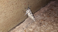 Hypercompe abdominalis