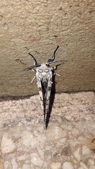 Hypercompe abdominalis