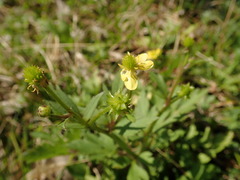 Ranunculus cantoniensis
