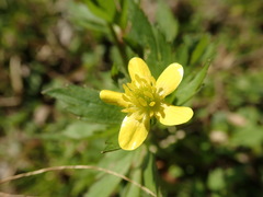 Ranunculus cantoniensis