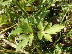 Ranunculus cantoniensis