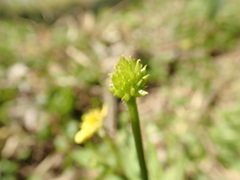 Ranunculus cantoniensis