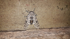Hypercompe abdominalis