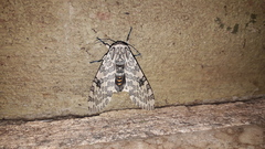 Hypercompe abdominalis