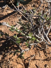 Acamptopappus sphaerocephalus