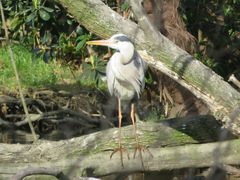 Ardea cinerea