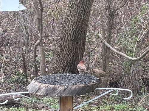 iNaturalist observation photo of House Finch