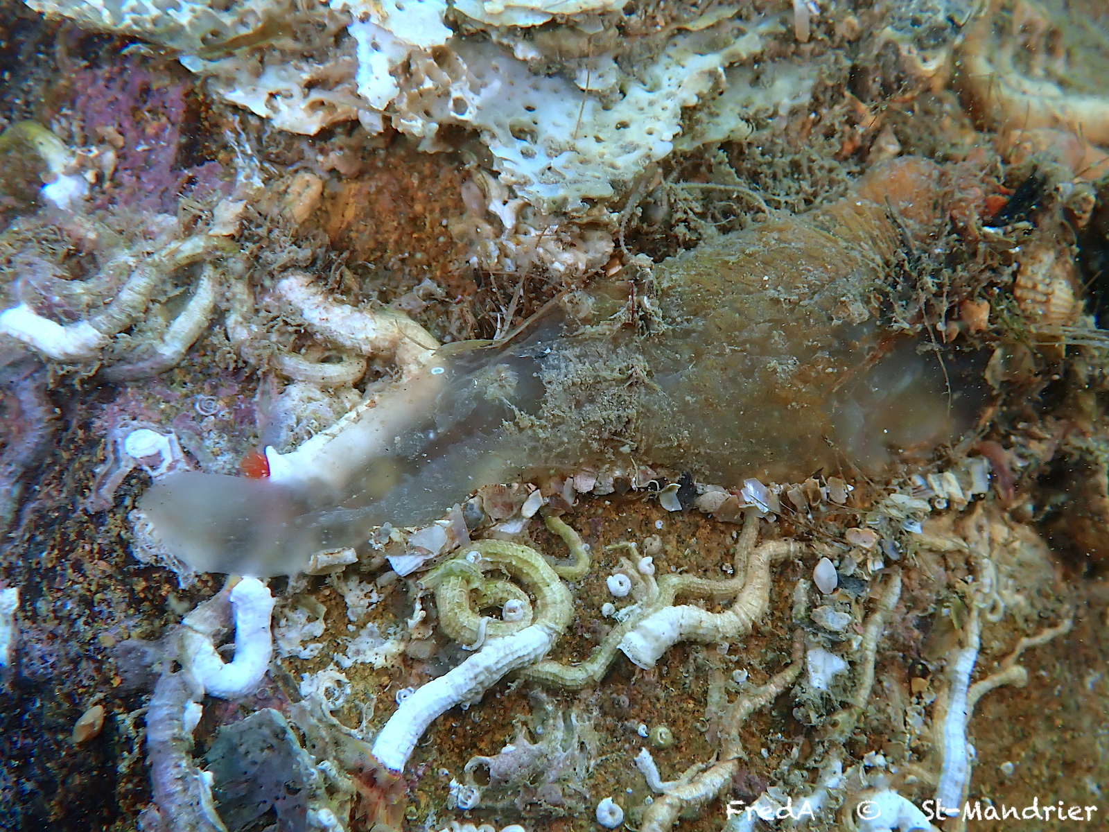 Ascidia conchilega Müller, 1776