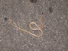 Tantilla hobartsmithi