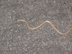 Tantilla hobartsmithi