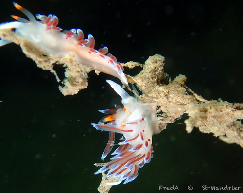 Cratena peregrina