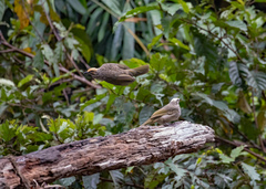 Pycnonotus zeylanicus