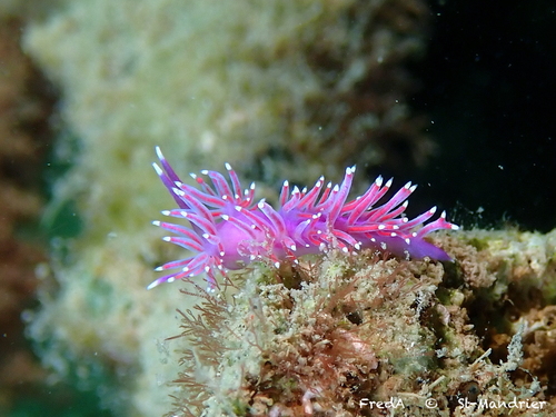 Edmundsella pedata