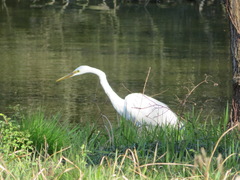 Ardea alba