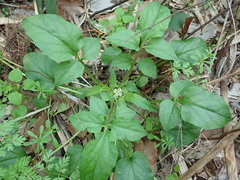 Valeriana flaccidissima