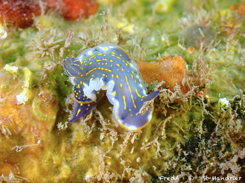 Felimare picta