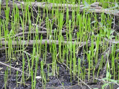 Lilaeopsis carolinensis