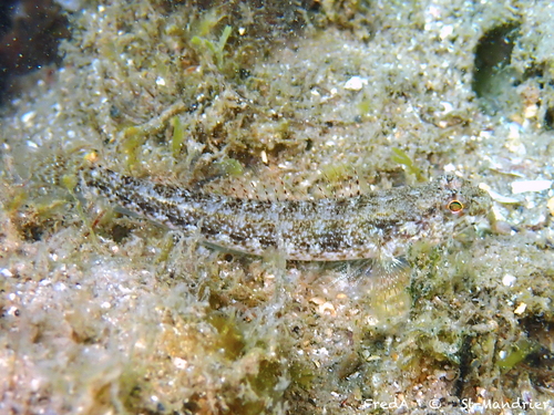 Gobius couchi