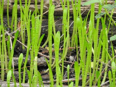 Lilaeopsis carolinensis