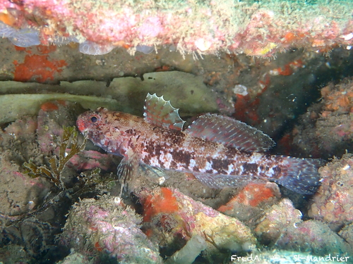 Gobius cruentatus