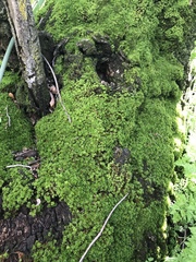 Syntrichia virescens