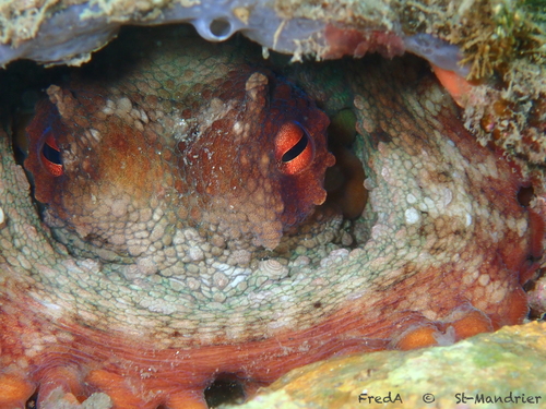 Octopus vulgaris