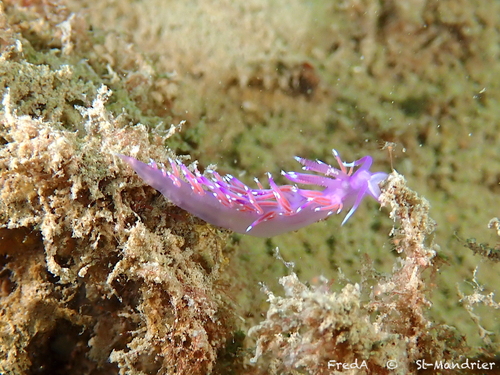 Flabellina affinis