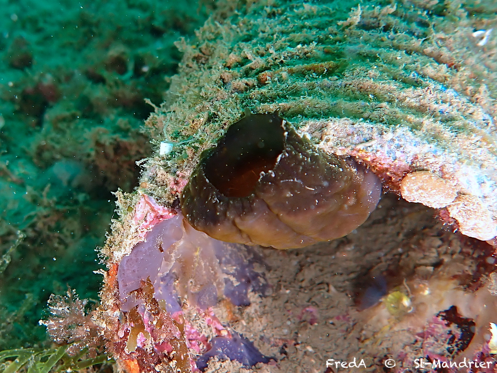 Phallusia fumigata (Grube, 1864)