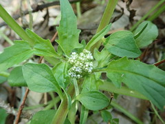 Valeriana flaccidissima