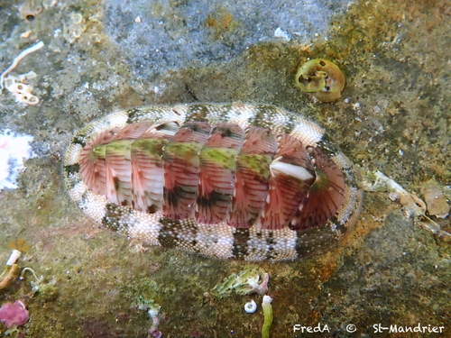 Rhyssoplax olivacea