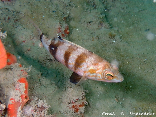 Serranus hepatus