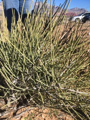 Ephedra nevadensis