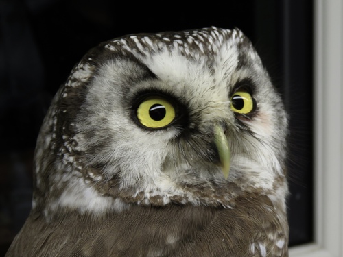 Mochuelo boreal (Aegolius funereus)