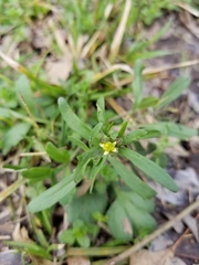 Ranunculus micranthus