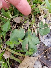 Ranunculus micranthus