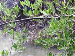 Rallus longirostris berryorum