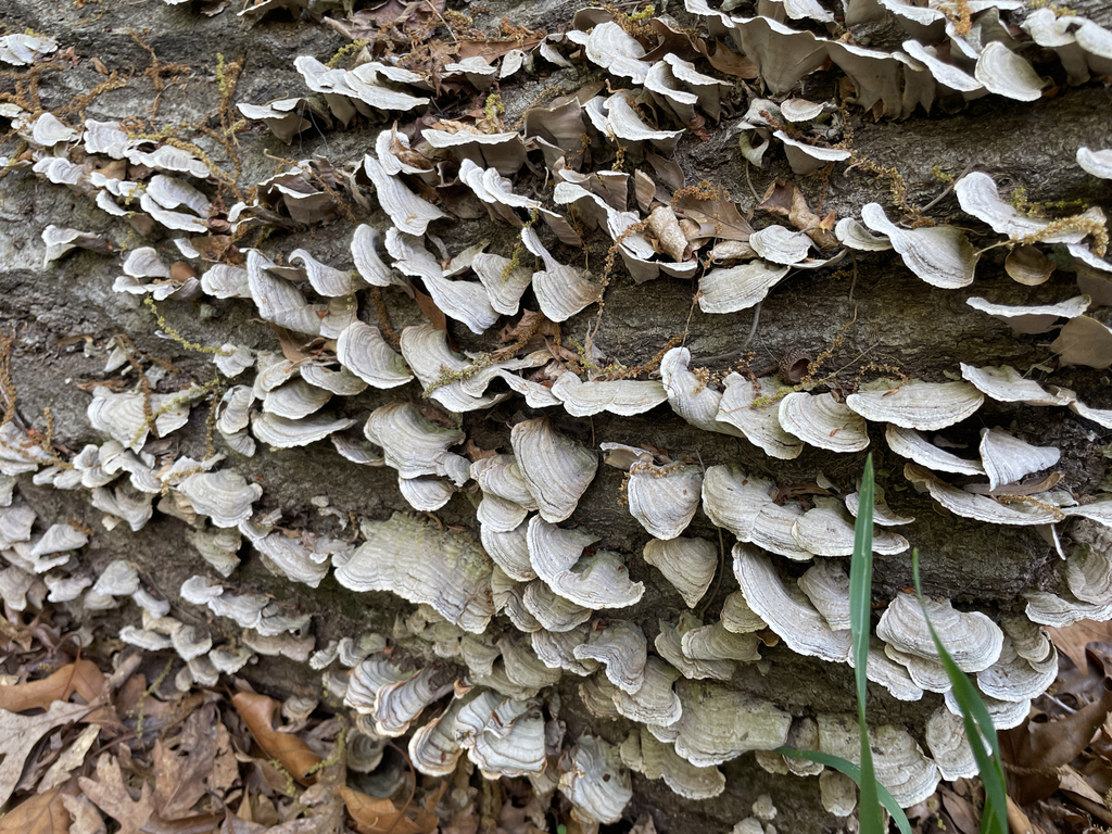 Stereum fasciatum · April 2026 · photo: © razzware (iNaturalist, cc-by)