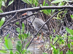 Rallus longirostris berryorum