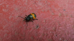 Monocesta ducalis