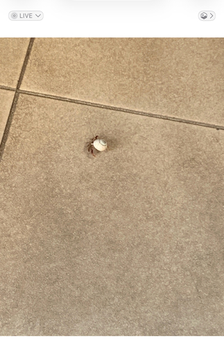 Caribbean Land Hermit Crab