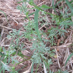 Ammoselinum