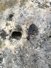Rhagonycha lineola